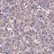 Autophagy And Beclin 1 Regulator 1 antibody, HPA038535, Atlas Antibodies, Immunohistochemistry paraffin image 