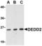 Death Effector Domain Containing 2 antibody, TA306113, Origene, Western Blot image 