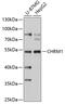 ACHR antibody, 16-358, ProSci, Western Blot image 