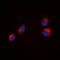 Semaphorin 4A antibody, LS-C353523, Lifespan Biosciences, Immunofluorescence image 