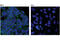 Cadherin 1 antibody, 86770S, Cell Signaling Technology, Immunofluorescence image 