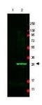 HAUS Augmin Like Complex Subunit 8 antibody, orb345697, Biorbyt, Western Blot image 