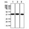 Autophagy Related 3 antibody, GTX57724, GeneTex, Western Blot image 