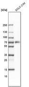 TNF Receptor Superfamily Member 11a antibody, NBP1-85771, Novus Biologicals, Western Blot image 