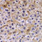 Tectonic Family Member 3 antibody, STJ25800, St John