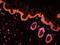 Gelsolin antibody, orb378089, Biorbyt, Immunofluorescence image 