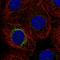 Membrane Palmitoylated Protein 2 antibody, HPA026486, Atlas Antibodies, Immunofluorescence image 
