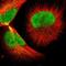 General Transcription Factor IIF Subunit 2 antibody, NBP1-89922, Novus Biologicals, Immunocytochemistry image 