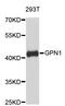 GPN-loop GTPase 1 antibody, STJ23841, St John