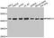 Proteasome 26S Subunit, Non-ATPase 13 antibody, abx005278, Abbexa, Western Blot image 