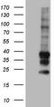 Transforming Acidic Coiled-Coil Containing Protein 2 antibody, TA804147, Origene, Western Blot image 