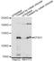 HIF-2-alpha antibody, STJ29691, St John