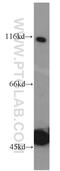 HPS3 Biogenesis Of Lysosomal Organelles Complex 2 Subunit 1 antibody, 10768-1-AP, Proteintech Group, Western Blot image 