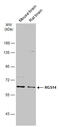 Regulator Of G Protein Signaling 14 antibody, GTX130309, GeneTex, Western Blot image 