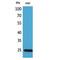 Insulin Like Growth Factor Binding Protein 6 antibody, LS-C387123, Lifespan Biosciences, Western Blot image 