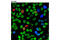 PCNA antibody, 2586S, Cell Signaling Technology, Immunofluorescence image 