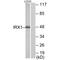 Iroquois-class homeodomain protein IRX-1 antibody, A12588, Boster Biological Technology, Western Blot image 