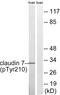 Claudin 7 antibody, abx012681, Abbexa, Western Blot image 