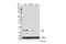 Microtubule Associated Protein 1 Light Chain 3 Gamma antibody, 14723S, Cell Signaling Technology, Western Blot image 