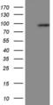 Periostin antibody, MA5-26675, Invitrogen Antibodies, Western Blot image 