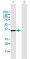 RALY RNA Binding Protein Like antibody, H00138046-B03P, Novus Biologicals, Western Blot image 