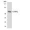 G3BP Stress Granule Assembly Factor 2 antibody, LS-C291968, Lifespan Biosciences, Western Blot image 