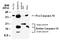 Caspase 14 antibody, NB100-56126, Novus Biologicals, Western Blot image 