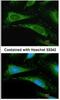 Peptidylprolyl Isomerase A antibody, NBP1-30993, Novus Biologicals, Immunocytochemistry image 