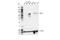 CGAS antibody, 83623S, Cell Signaling Technology, Western Blot image 