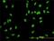 Minichromosome Maintenance Complex Component 2 antibody, H00004171-M01, Novus Biologicals, Immunocytochemistry image 