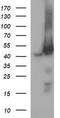 Mitogen-Activated Protein Kinase Kinase 1 antibody, LS-C787988, Lifespan Biosciences, Western Blot image 