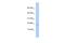 Rieske Fe-S Domain Containing antibody, A17221, Boster Biological Technology, Western Blot image 