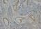 Complement C4A (Rodgers Blood Group) antibody, orb18208, Biorbyt, Immunohistochemistry paraffin image 
