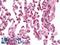 Speckle Type BTB/POZ Protein Like antibody, LS-B10543, Lifespan Biosciences, Immunohistochemistry frozen image 