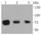 Ribosomal Protein S6 Kinase A1 antibody, NBP2-67480, Novus Biologicals, Western Blot image 