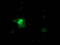 Fibroblast Growth Factor 21 antibody, TA502868, Origene, Immunofluorescence image 