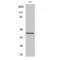 Cyclin Dependent Kinase 7 antibody, LS-C382635, Lifespan Biosciences, Western Blot image 