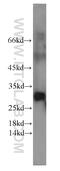 POP4 Homolog, Ribonuclease P/MRP Subunit antibody, 15273-1-AP, Proteintech Group, Western Blot image 