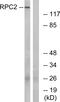 RNA Polymerase III Subunit B antibody, GTX87020, GeneTex, Western Blot image 