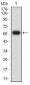 CD1c Molecule antibody, NBP2-61726, Novus Biologicals, Western Blot image 