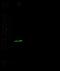 Proteasome activator complex subunit 3 antibody, GTX02278, GeneTex, Western Blot image 