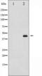 MEK1/2 antibody, TA325636, Origene, Western Blot image 