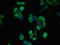 CD36 Molecule antibody, LS-C669717, Lifespan Biosciences, Immunofluorescence image 