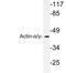 Actin Alpha antibody, LS-C176377, Lifespan Biosciences, Western Blot image 