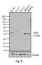 JunD Proto-Oncogene, AP-1 Transcription Factor Subunit antibody, 710701, Invitrogen Antibodies, Western Blot image 