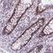 Dual specificity protein kinase CLK2 antibody, HPA055366, Atlas Antibodies, Immunohistochemistry frozen image 