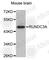 RUN Domain Containing 3A antibody, A3374, ABclonal Technology, Western Blot image 