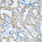 Rho Guanine Nucleotide Exchange Factor 5 antibody, 16-836, ProSci, Immunohistochemistry paraffin image 