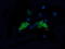 Mitogen-Activated Protein Kinase Kinase 1 antibody, LS-C337971, Lifespan Biosciences, Immunofluorescence image 
