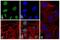Glycogen Synthase Kinase 3 Beta antibody, 701102, Invitrogen Antibodies, Immunofluorescence image 